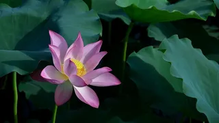 鲜花系列妩媚荷花摄影图片素材