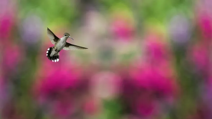 高清蜂鸟图片