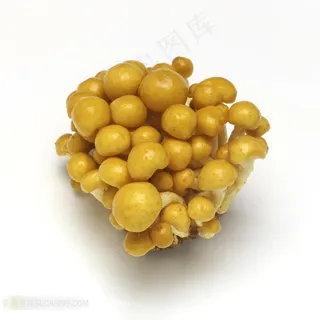 新鲜蔬果蘑菇高清摄影素材