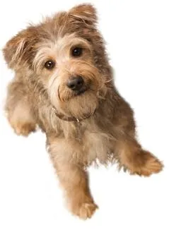 小狗 PNG 图像，图片，下载，狗免抠(417x547)