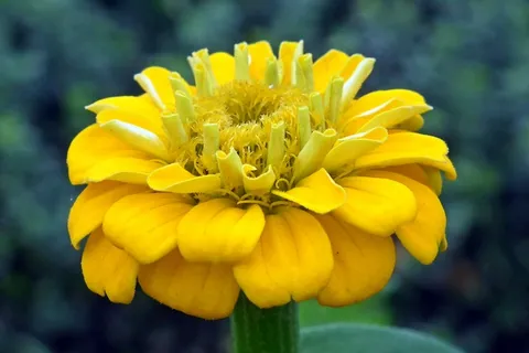 黄色百日草花图片 黄色百日草花图片