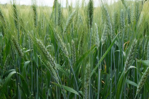绿色麦田图片