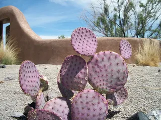 带刺仙人掌图片