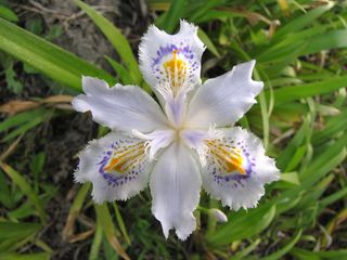 白色鸢尾花图片下载