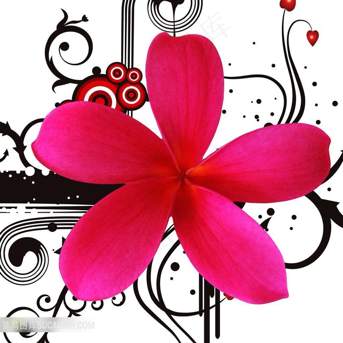 花朵高清装饰画绘画素材