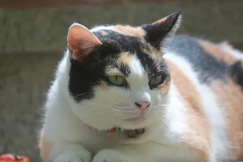 可爱猫咪 动物 素材 奶萌 (203) 可爱猫咪 动物 素材 奶萌 (203)