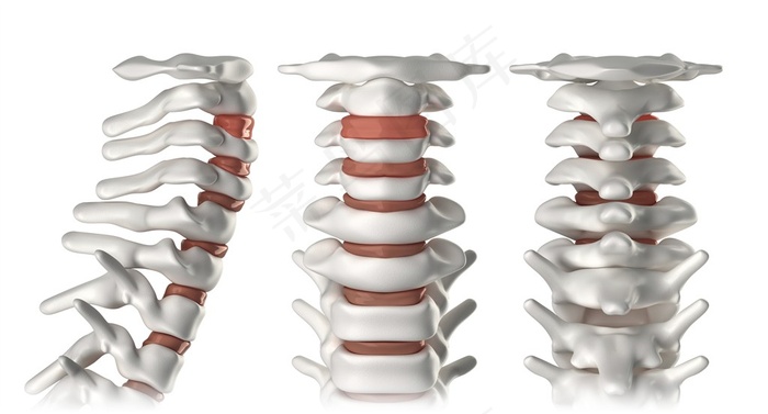 人体骨骼劲椎模型高清图片