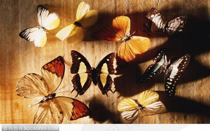 很多很多蝴蝶