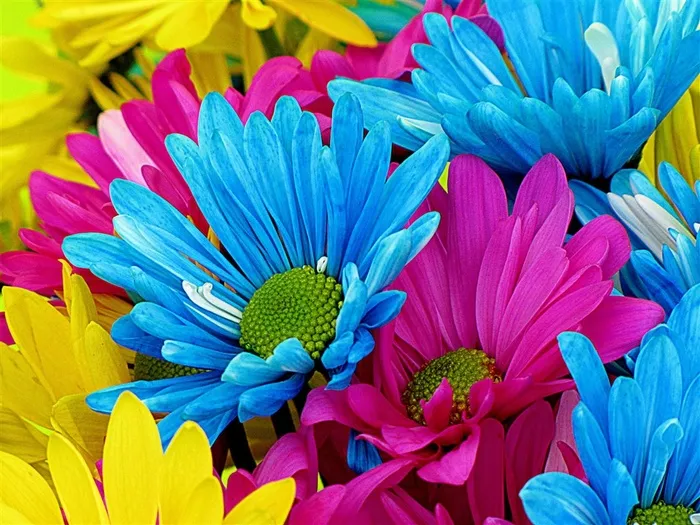 五颜六色的菊花鲜花图片