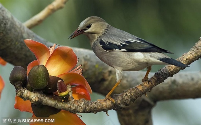 漂亮鸟儿-进食的小鸟