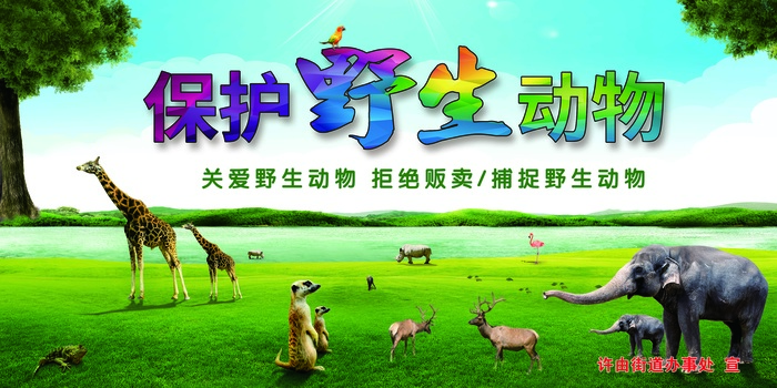 保护野生动物图片版面
