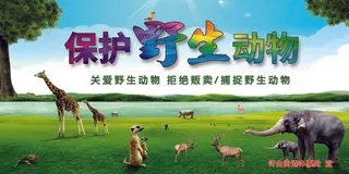 保护野生动物图片版面
