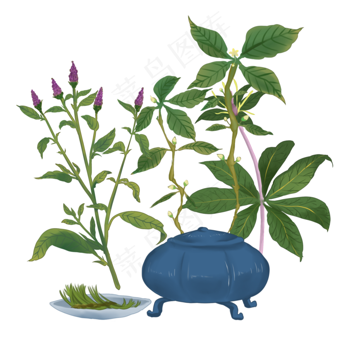 手绘草本中药药材