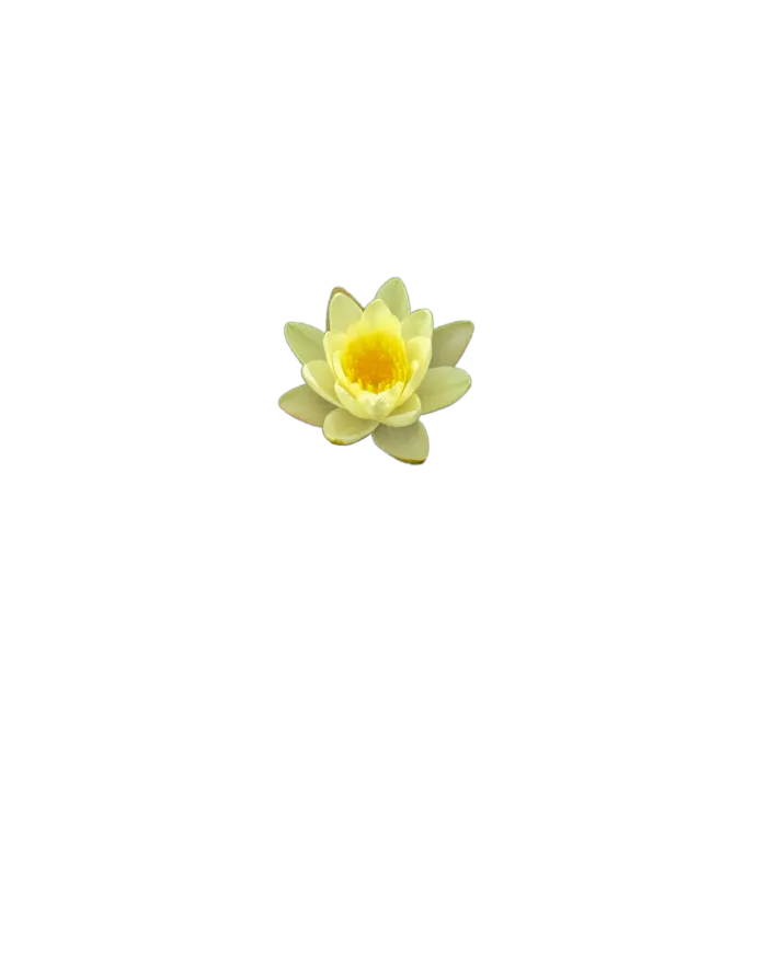 花朵|花卉|花瓣|向日葵|菊|百合|玫瑰|荷花|PNG|免扣元素