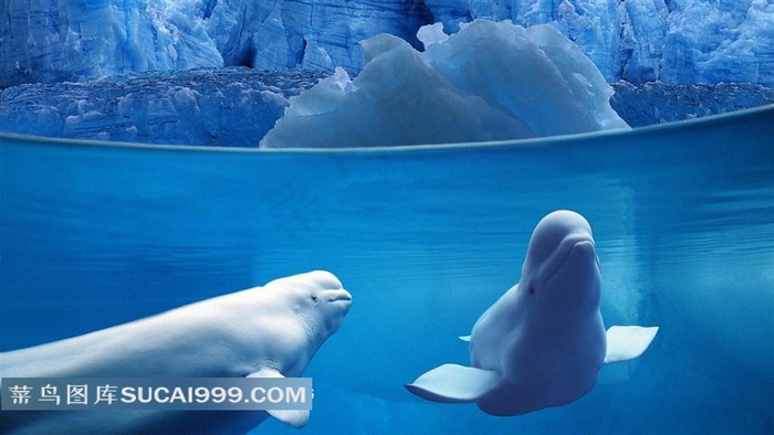 可爱的海洋生物白鲸