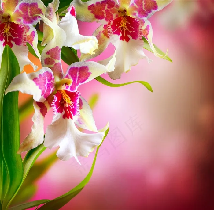 色彩鲜艳的鲜花高清图片