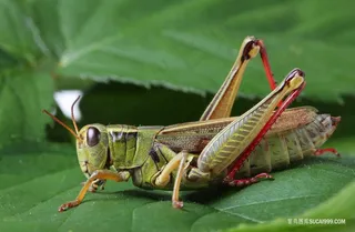 草叶上的蚂蚱图片