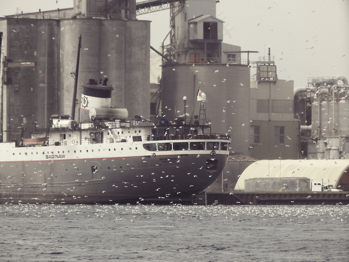 港口海鸟轮船图片