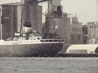 港口海鸟轮船图片