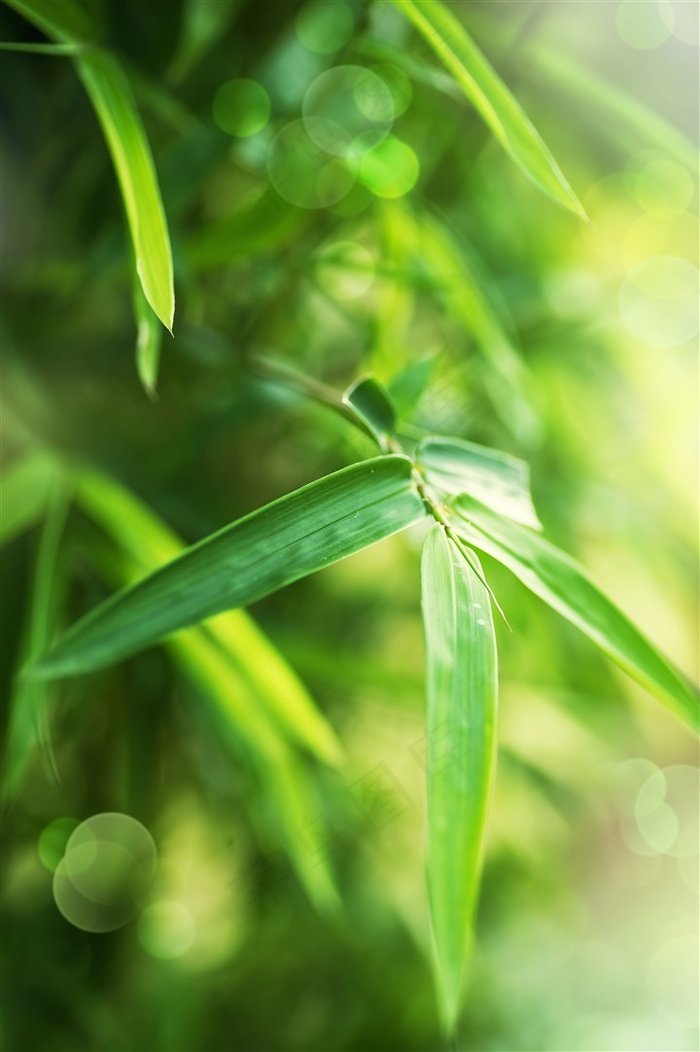 竹子竹林景色图片