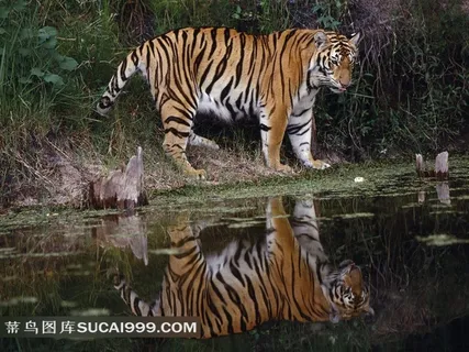 老虎倒影摄影素材