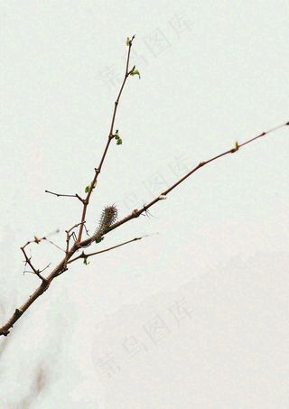 简约白底户外枝叶树枝，极简中国风，立冬摄影图