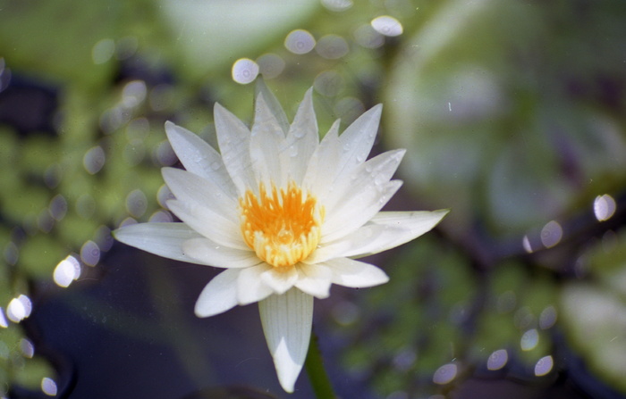 一朵洁白莲花图片