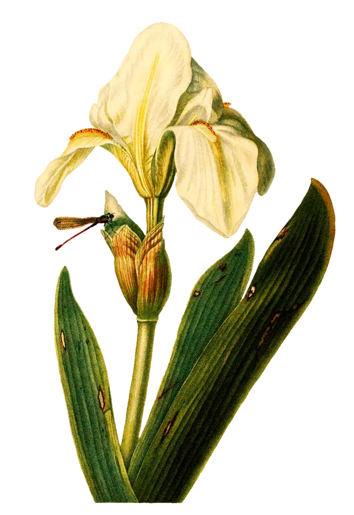 复古手绘植物花卉插画 免抠
