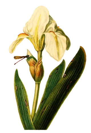 复古手绘植物花卉插画 免抠