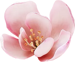 鲜花png-花卉-植物鲜花免扣