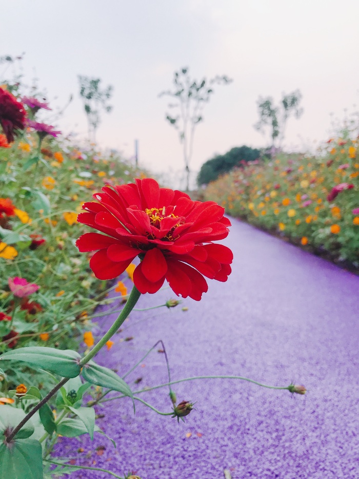 红花绿叶/花/红色/摄影/手机/自然/风景