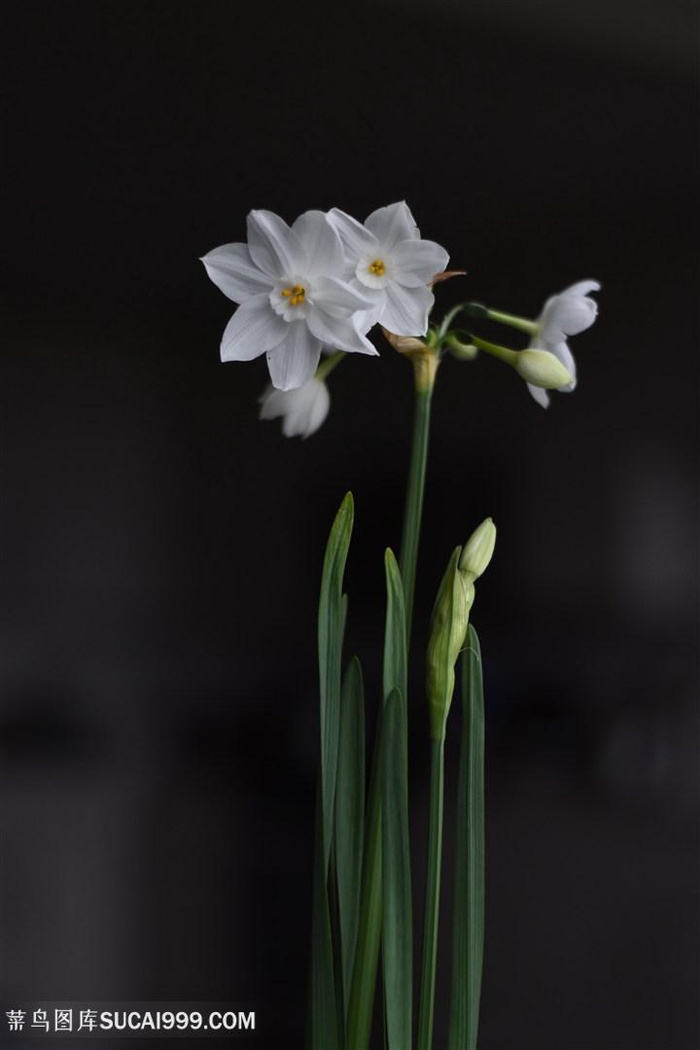 白色水仙花图片