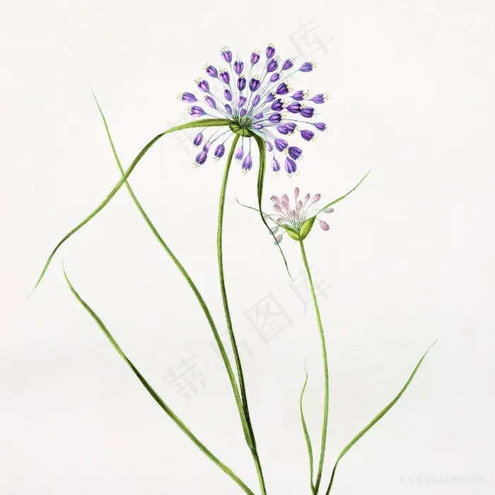 紫色花卉仟像版春的呼吸