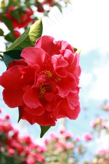 茶花高清图片下载