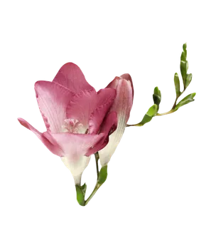 鲜花玫瑰免扣素材