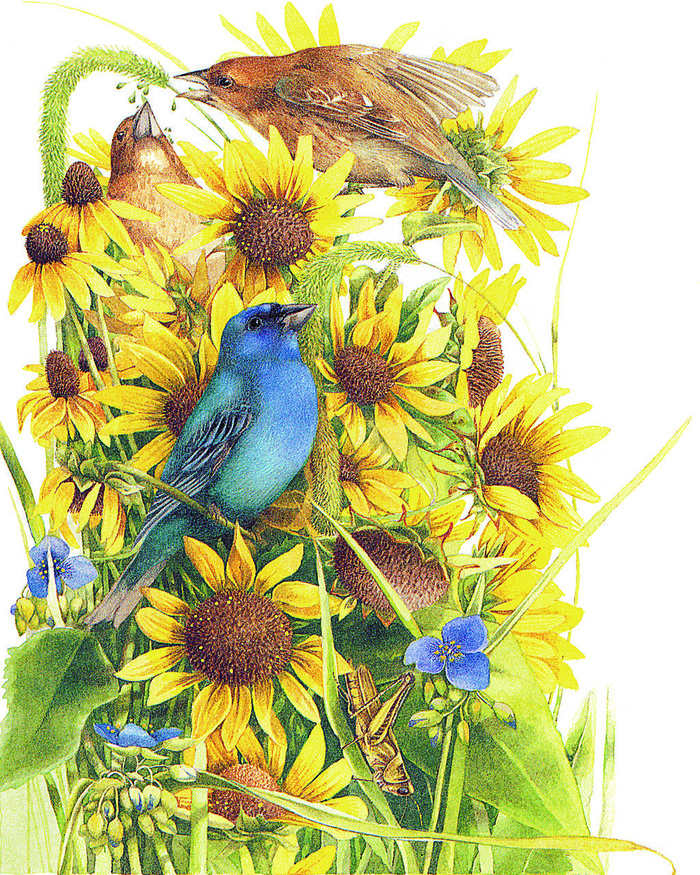 花鸟菊花高清油画