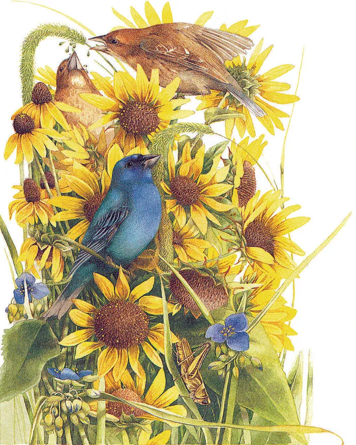 花鸟菊花高清油画