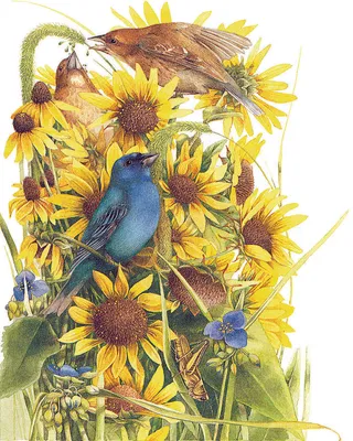 花鸟菊花高清油画