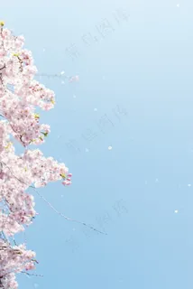 唯美樱花飘落图片