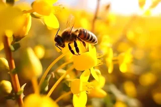 春天在油菜花采蜜的蜜蜂黄色海报素材背景