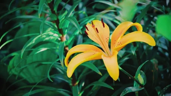花, 户外, 自然, 夏天, 春天, 植物, 花园, 花的