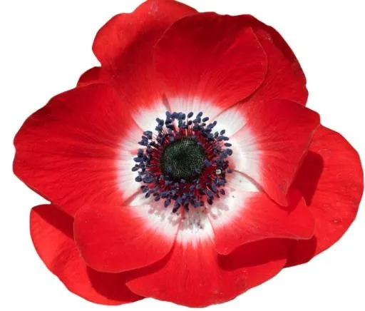 红罂粟花 PNG免抠(671x572)
