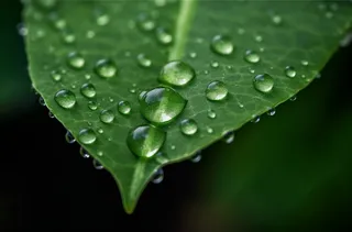 上面有水滴的绿叶摄影图壁纸