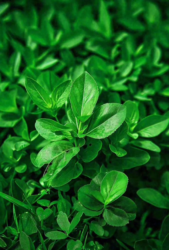 绿色新鲜茶叶绿叶摄影图(896x1326)