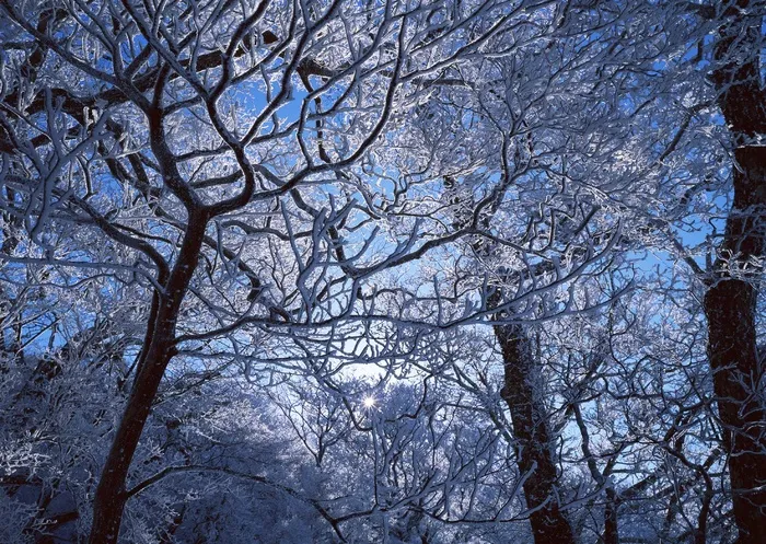 冰天雪地 236