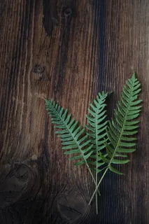 蕨类植物木纹背景图片 蕨类植物木纹背景图片