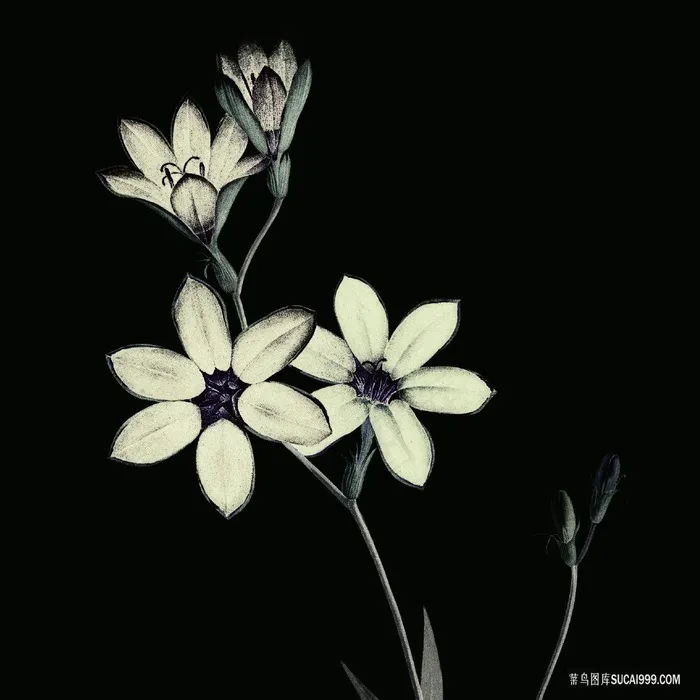 仟像版花卉花枝高清图