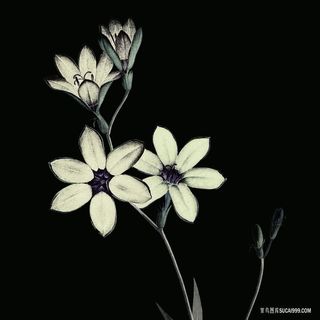 仟像版花卉花枝高清图