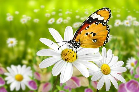 花朵上的蝴蝶写真图片