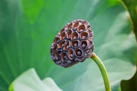 荷叶衬托着一朵莲蓬